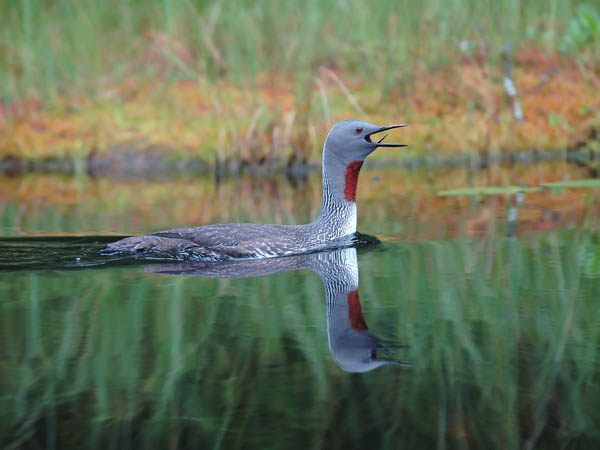 Kaakkuri, Red-throated Diver, Gavia stellata